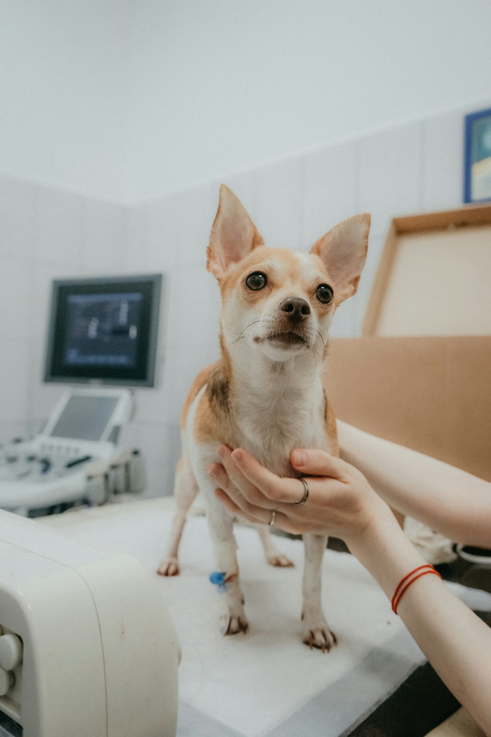Contabilidade para veterinários: clínica veterinária atendendo cão em consulta